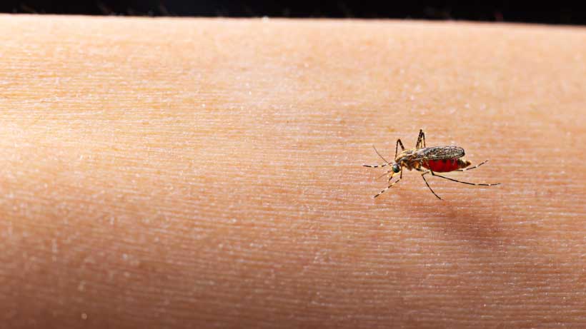 Cómo prevenir el Dengue - Análisis de Laboratorio